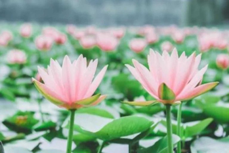 Cách để sống khôn khéo không ai có thể tìm ra lý do để ghét Hocala.xyz